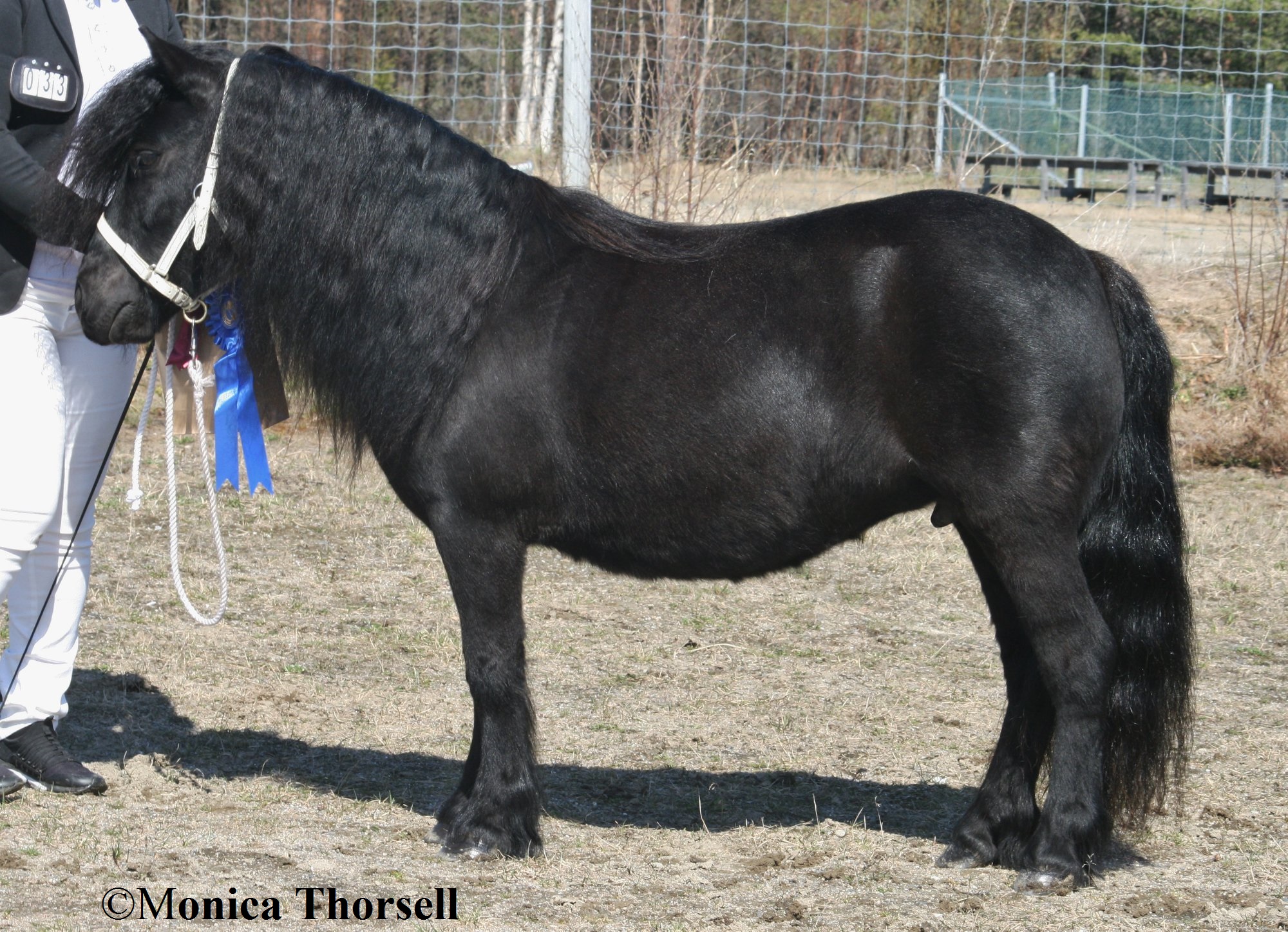 utställning gumboda